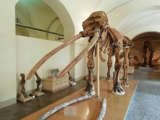 Museo di Storia Naturale di Firenze